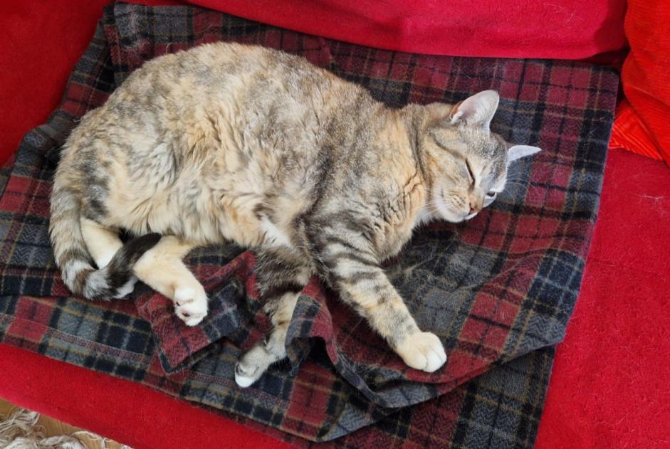 Avviso scomparsa Gatto Femmina , 7 anni Lausanne Svizzera