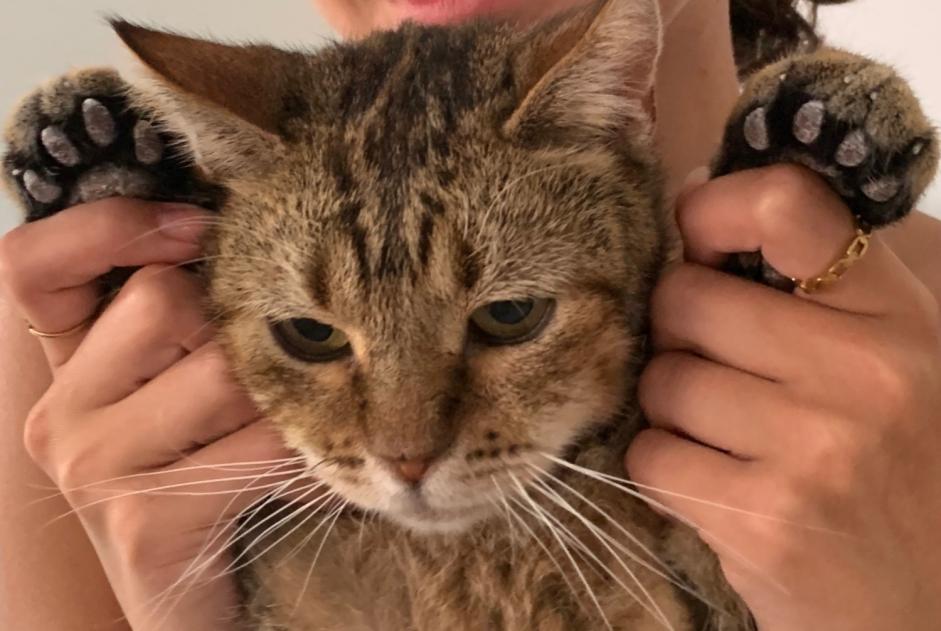 Avviso scomparsa Gatto incrocio di razze Maschio , 4 anni Villers-la-Ville Belgio