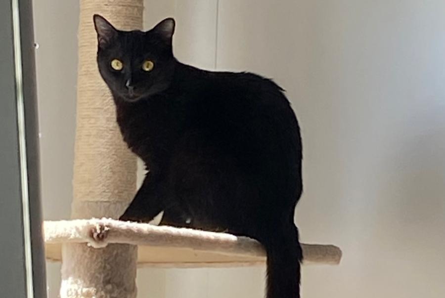 Avviso scomparsa Gatto Femmina , 1 anni Cheseaux-sur-Lausanne Svizzera