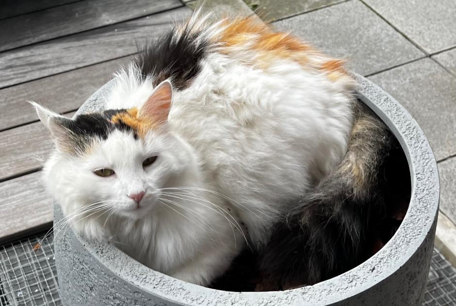 Avviso scomparsa Gatto Femmina , 6 anni Nyon Svizzera