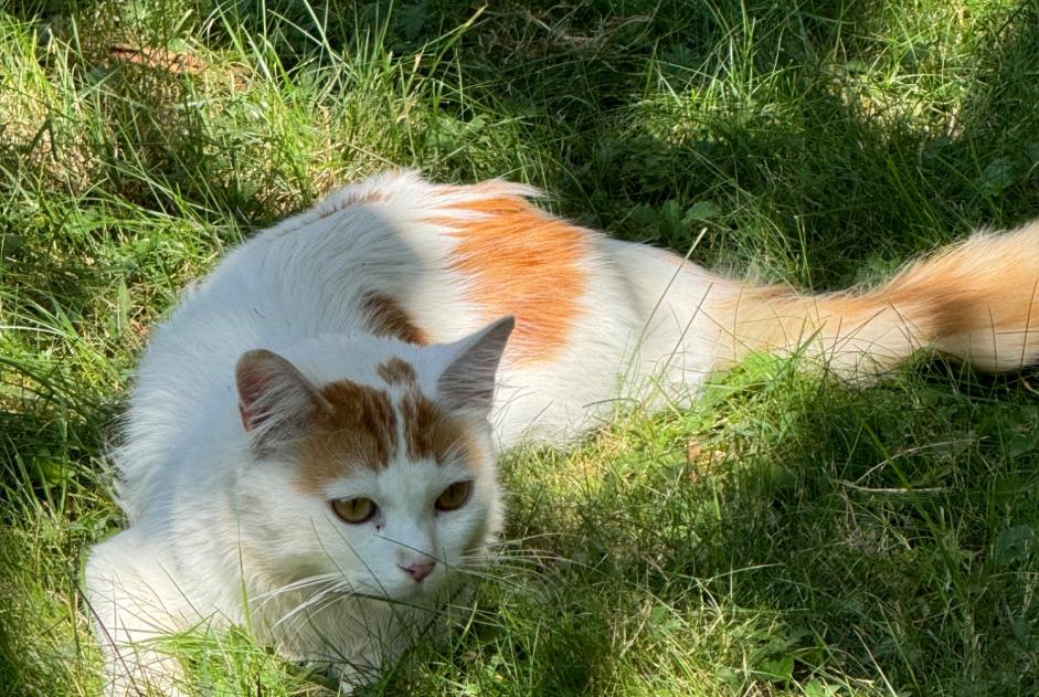 Avviso Ritrovamento Gatto  Femmina Lancy Svizzera