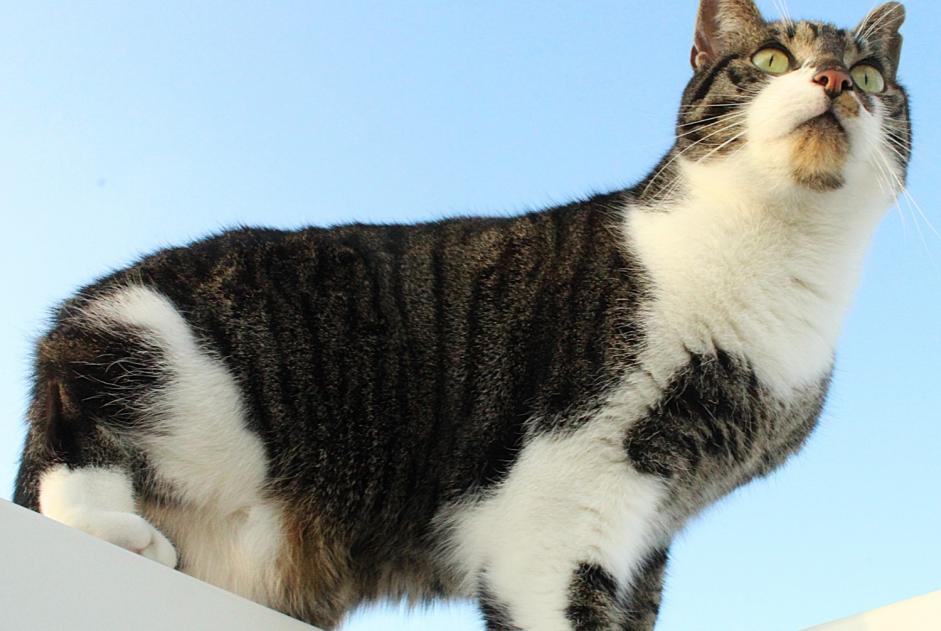 Avviso scomparsa Gatto  Maschio , 4 anni Braine-le-Comte Belgio