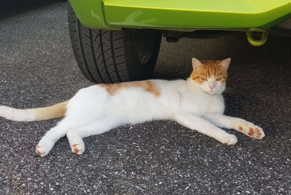 Avviso scomparsa Gatto Maschio , 2 anni Saint-Jean-de-Gonville Francia