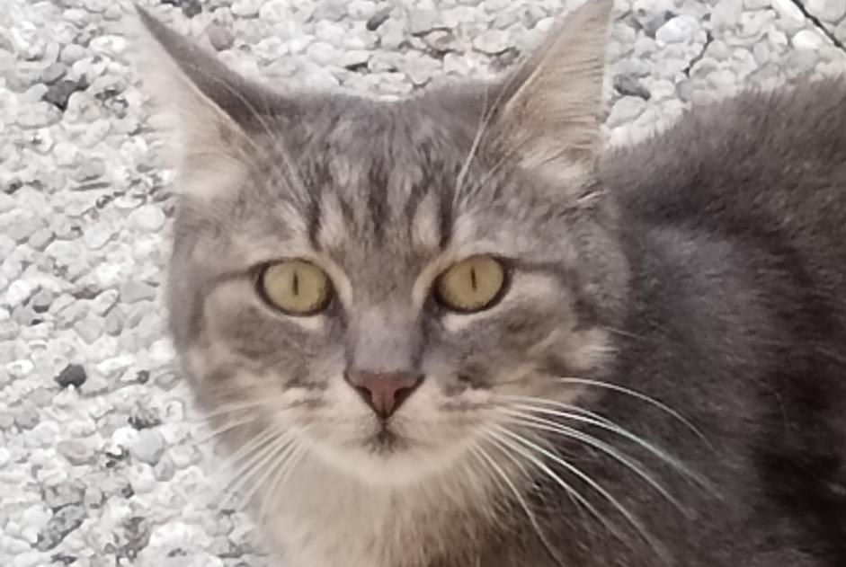 Avviso Ritrovamento Gatto Femmina Moudon Svizzera