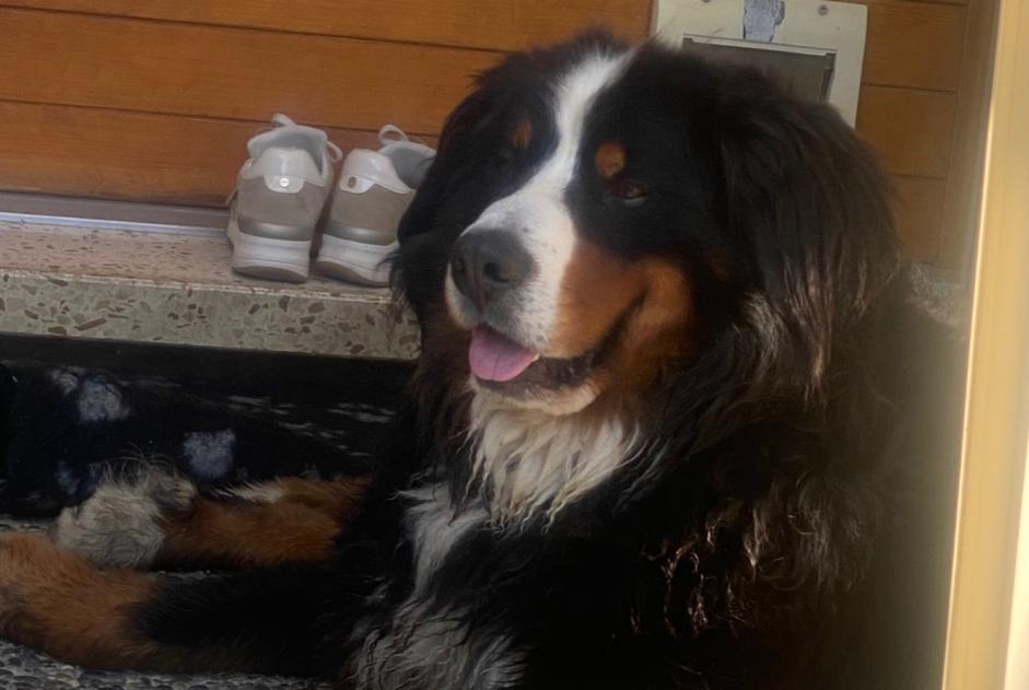 Avviso scomparsa Cane  Maschio , 6 anni Crans-Montana Svizzera