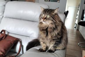 Avviso scomparsa Gatto incrocio di razze Maschio , 7 anni Floreffe Belgio