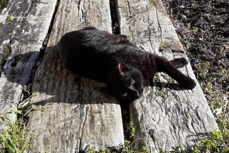 Avviso scomparsa Gatto  Maschio , 13 anni Puylaroque Francia