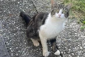 Avviso Ritrovamento Gatto Maschio Chavornay Svizzera