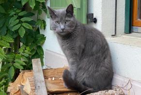 Avviso scomparsa Gatto incrocio di razze Maschio , 13 anni Veyrier Svizzera