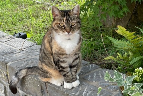 Avviso scomparsa Gatto Femmina , 13 anni Namur Belgio