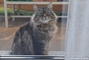 Avviso scomparsa Gatto Maschio , 6 anni Saint-Léonard Svizzera