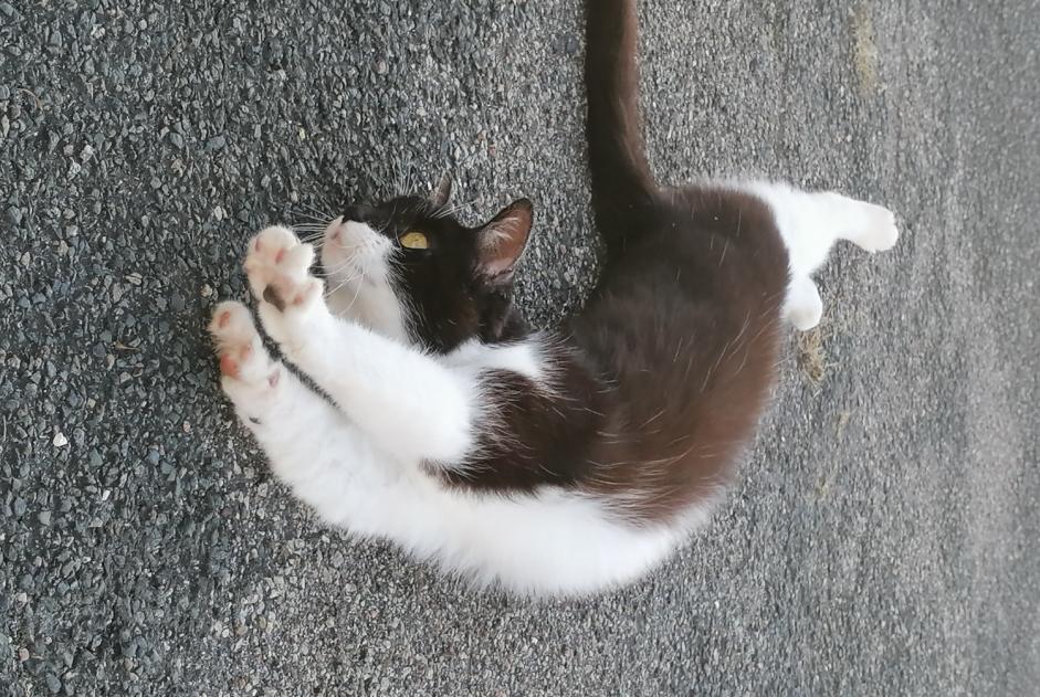 Avviso Ritrovamento Gatto Femmina , 1 anno La Chapelle-Saint-Mesmin Francia