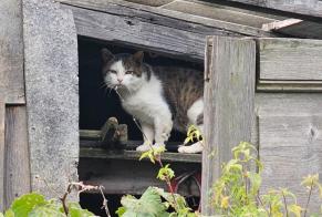 Avviso Ritrovamento Gatto incrocio di razze Non conosciuta , 3 anni Martigny Svizzera