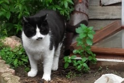 Avviso scomparsa Gatto Maschio , 7 anni Urbanya Francia