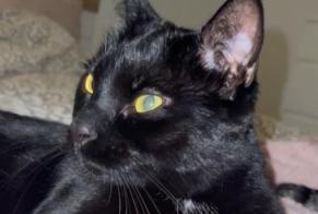 Avviso scomparsa Gatto Maschio , 4 anni Tavannes Svizzera