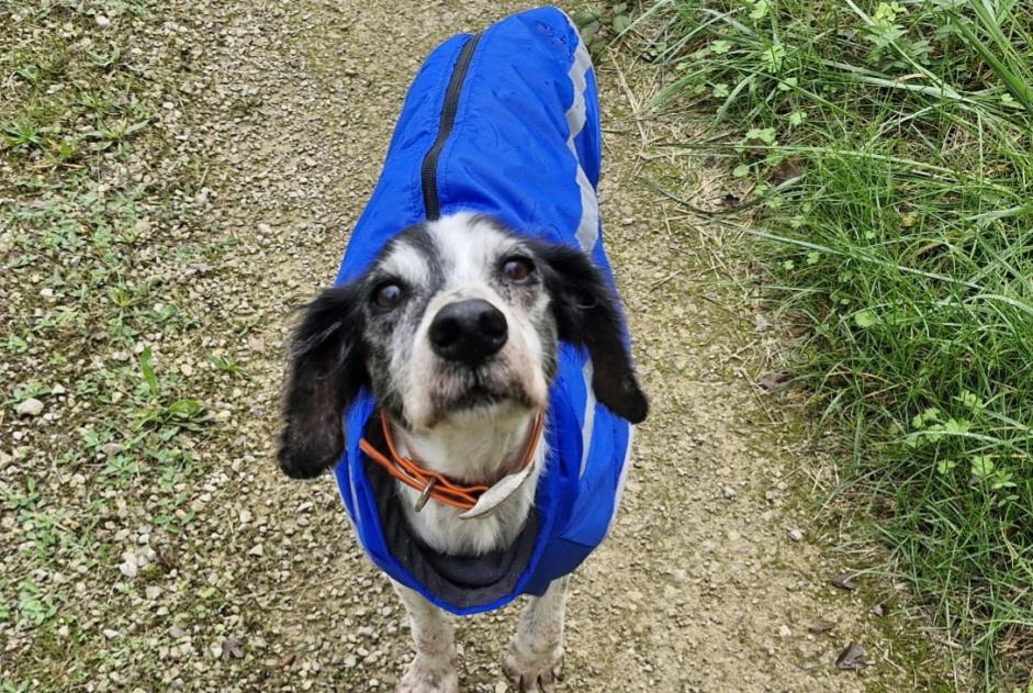 Avviso scomparsa Cane incrocio di razze Femmina , 11 anni Puylagarde Francia