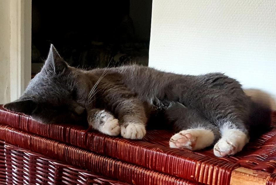 Avviso scomparsa Gatto  Femmina , 7 anni Auby Francia