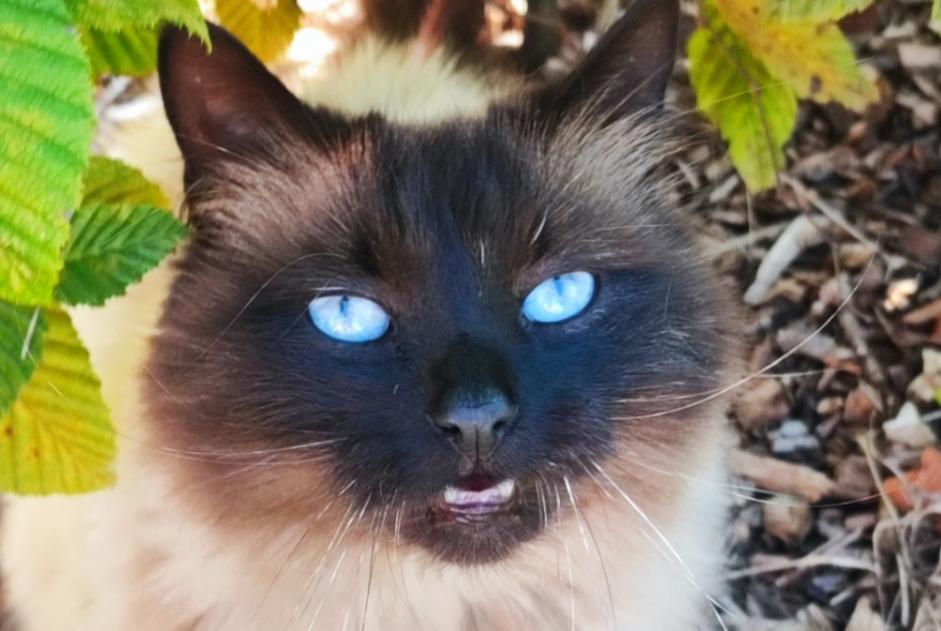 Avviso scomparsa Gatto incrocio di razze Femmina , 7 anni Namur Belgio