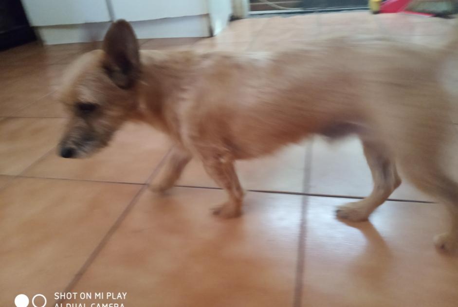 Avviso scomparsa Cane incrocio di razze Maschio , 4 anni Saint-Pierre Francia