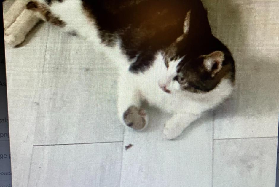 Avviso scomparsa Gatto  Maschio , 2 anni Hyères Francia