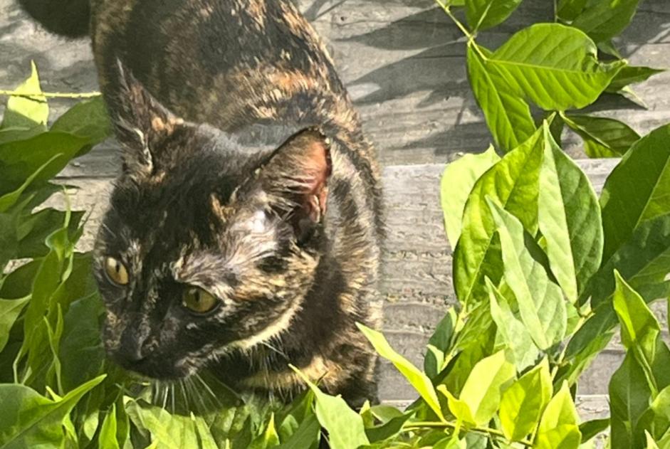 Avviso scomparsa Gatto  Femmina , 0 anni La Hulpe Belgio