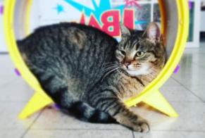 Avviso scomparsa Gatto Femmina , 9 anni Manage Belgio