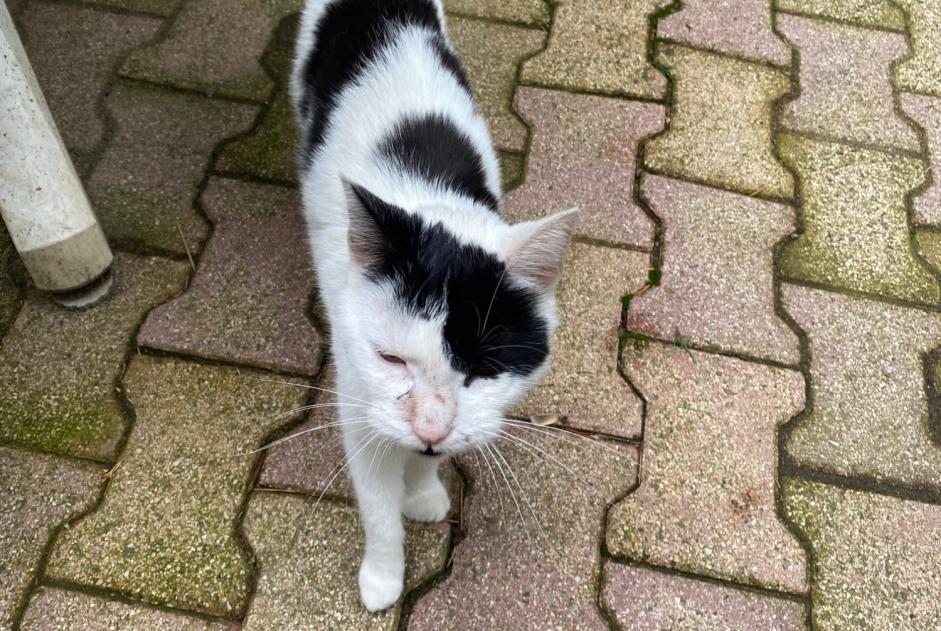 Avviso Ritrovamento Gatto Maschio Saint-Héand Francia