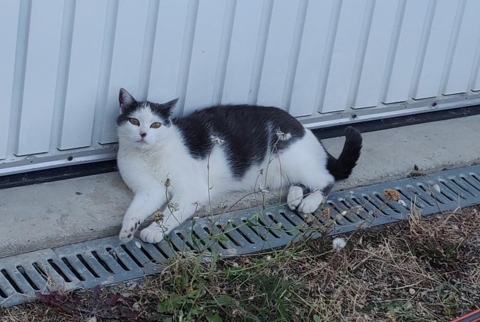 Avviso scomparsa Gatto Femmina , 5 anni Lupé Francia