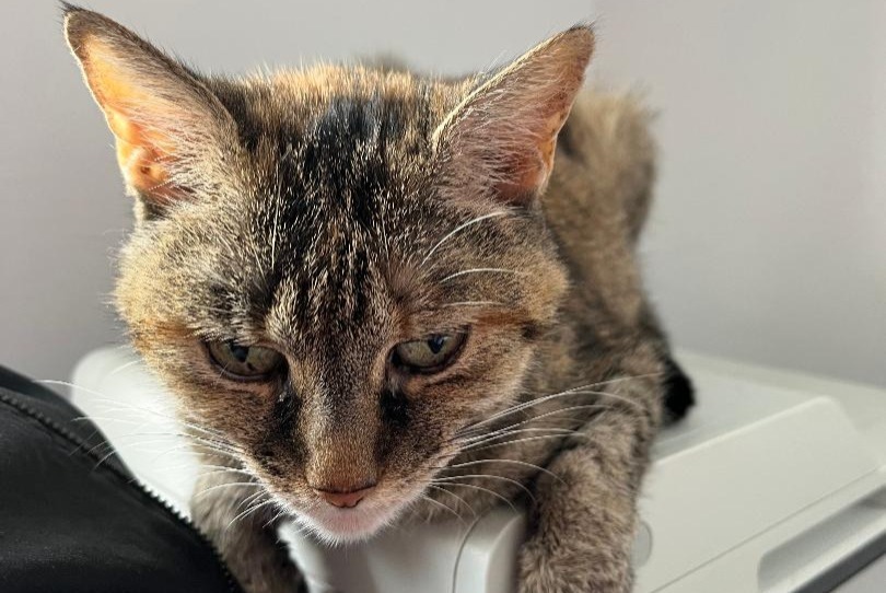 Avviso scomparsa Gatto  Femmina , 18 anni Parempuyre Francia