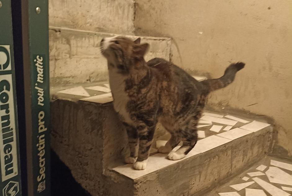 Avviso scomparsa Gatto  Femmina , 15 anni Thiancourt Francia