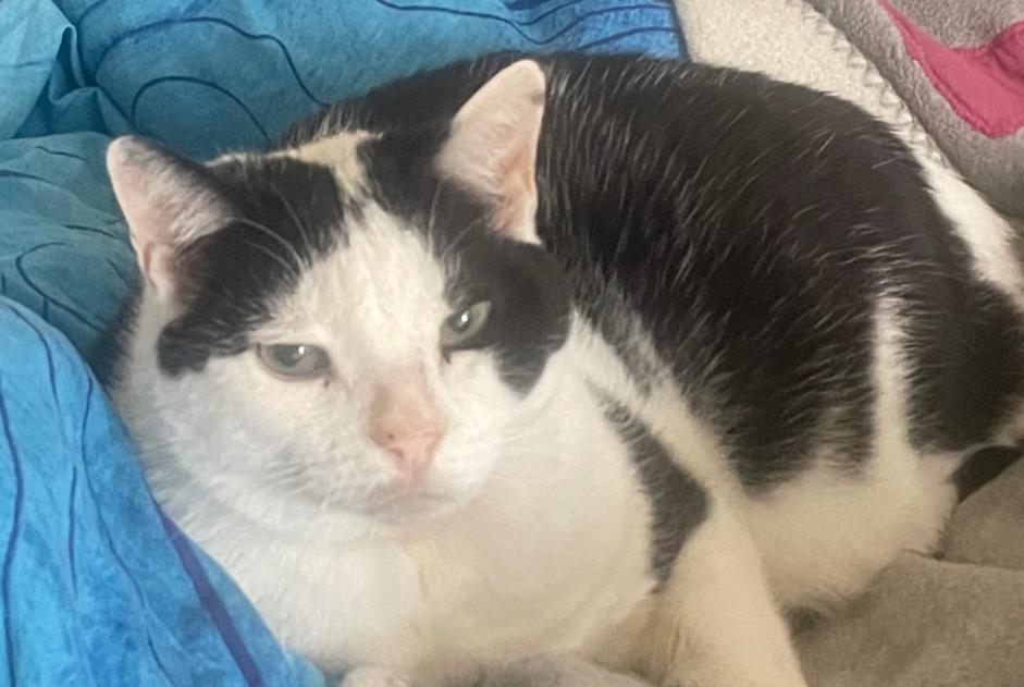 Avviso scomparsa Gatto incrocio di razze Maschio , 12 anni Neuchâtel Svizzera