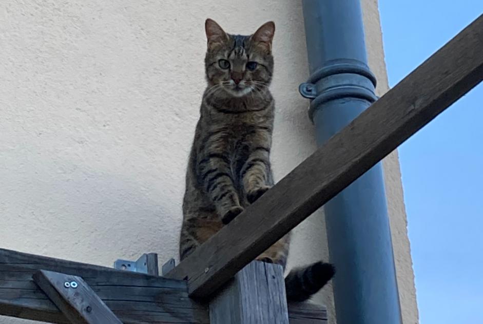 Avviso scomparsa Gatto  Maschio , 1 anni Montgiscard Francia