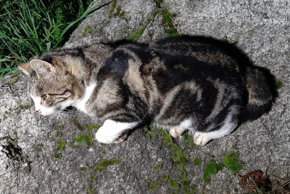 Avviso Ritrovamento Gatto incrocio di razze Non conosciuta Baulmes Svizzera