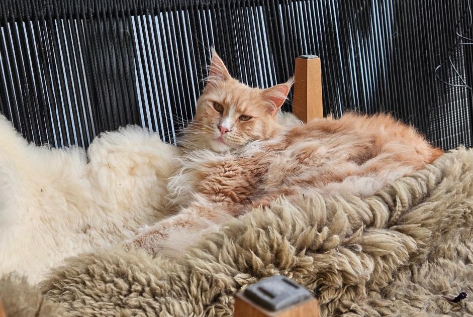 Avviso scomparsa Gatto  Maschio , 2 anni Blonay - Saint-Légier Svizzera