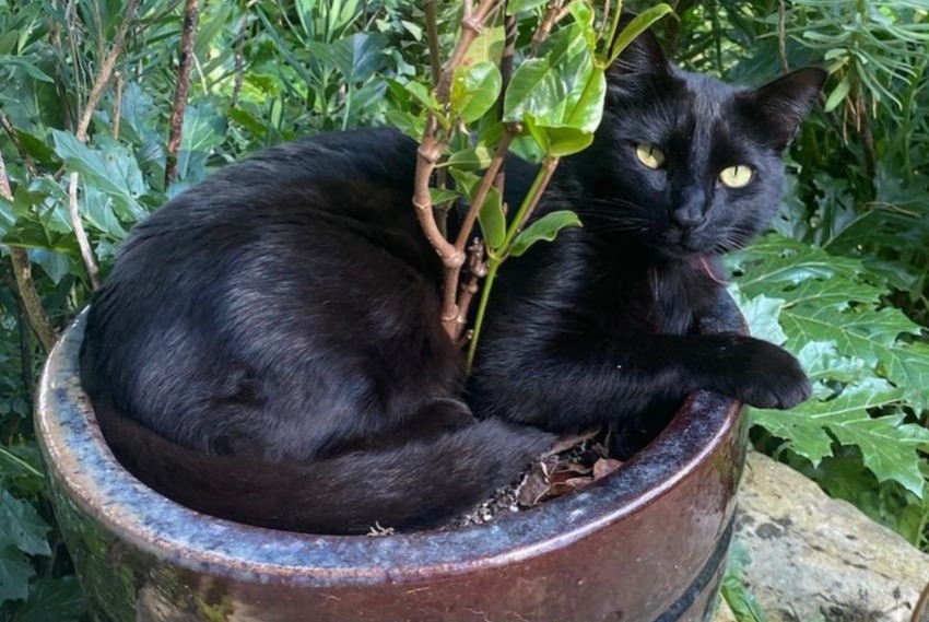 Avviso scomparsa Gatto  Maschio , 3 anni Montesquiou Francia