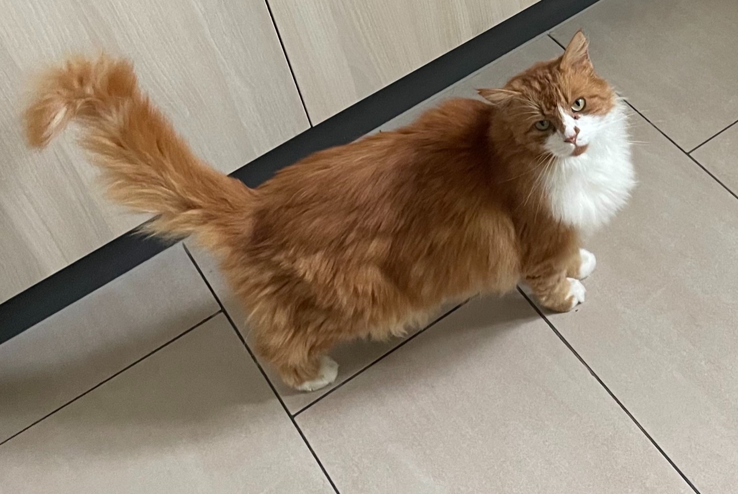 Avviso scomparsa Gatto Maschio , 5 anni Bulle Svizzera