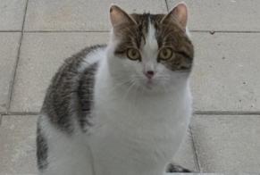 Avviso scomparsa Gatto  Maschio , 2 anni Sierre Svizzera