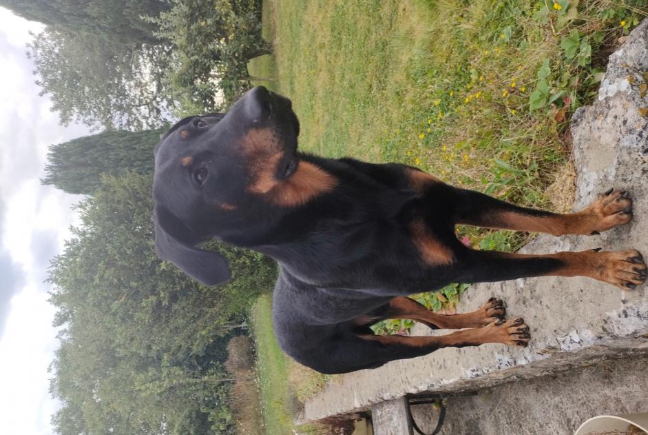 Avviso scomparsa Cane  Maschio , 4 anni Melun Francia