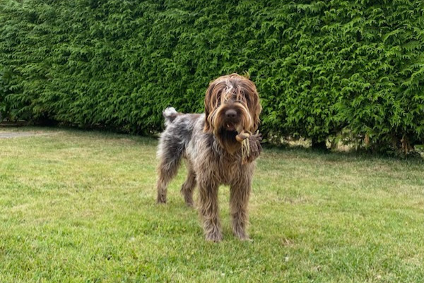 Avviso scomparsa Cane  Maschio , 2 anni Saint-Paul-du-Vernay Francia