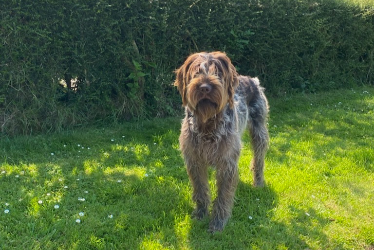 Avviso scomparsa Cane  Maschio , 2 anni Saint-Paul-du-Vernay Francia