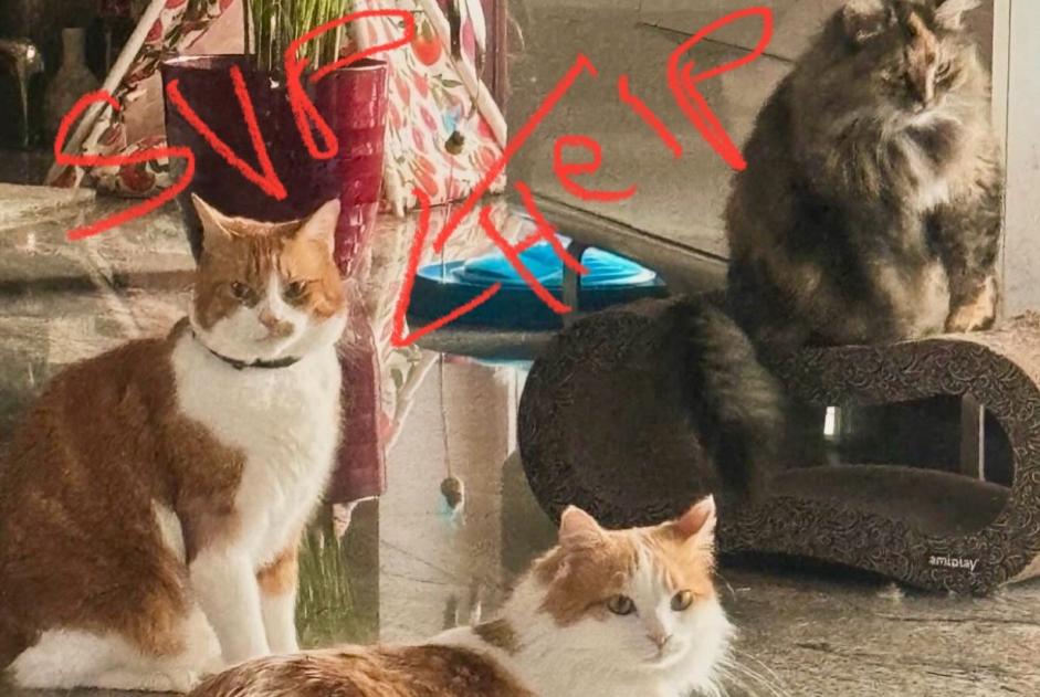 Avviso scomparsa Gatto incrocio di razze Maschio , 9 anni Lausanne Svizzera