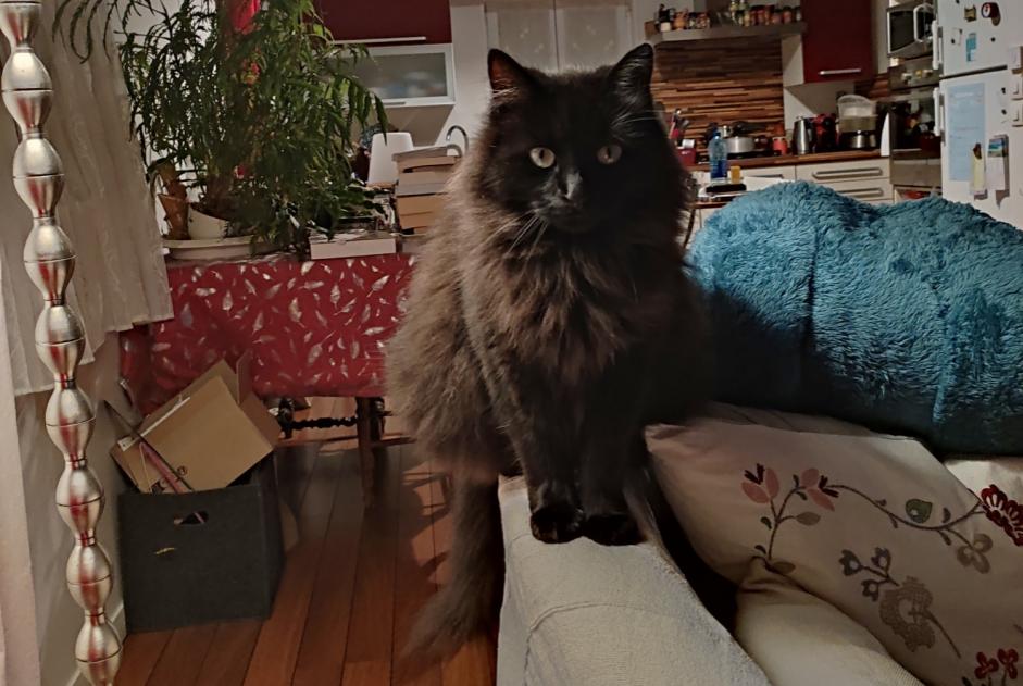 Avviso scomparsa Gatto incrocio di razze Maschio , 5 anni Fourchambault Francia