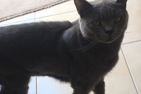 Avviso scomparsa Gatto  Maschio , 5 anni Carouge Svizzera