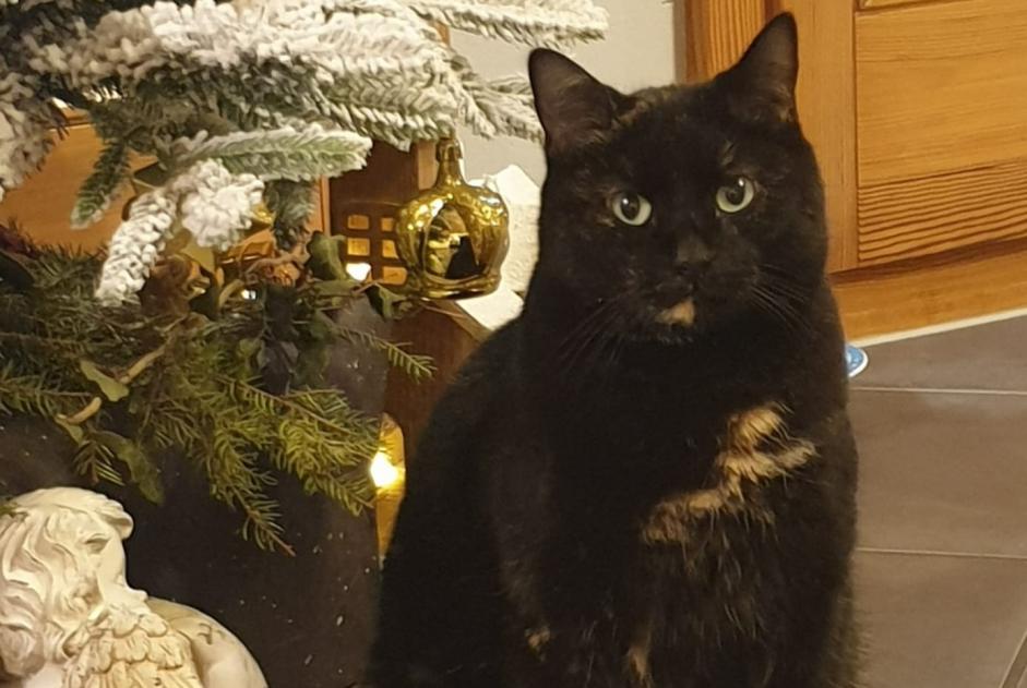 Avviso scomparsa Gatto Femmina , 6 anni Broc Svizzera