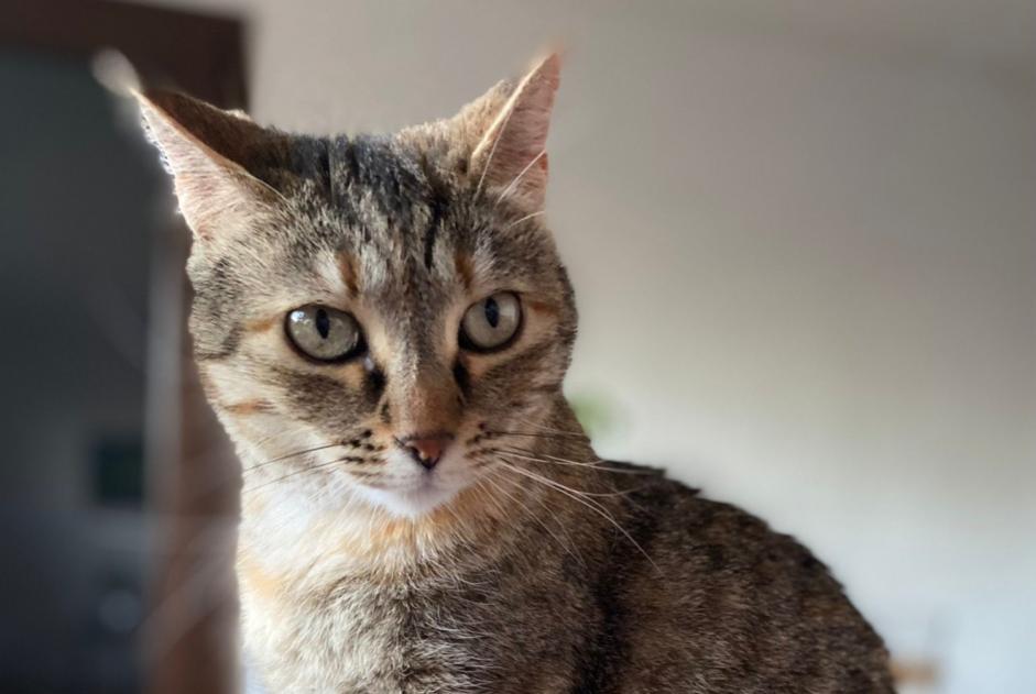 Avviso scomparsa Gatto incrocio di razze Femmina , 7 anni La Ciotat Francia