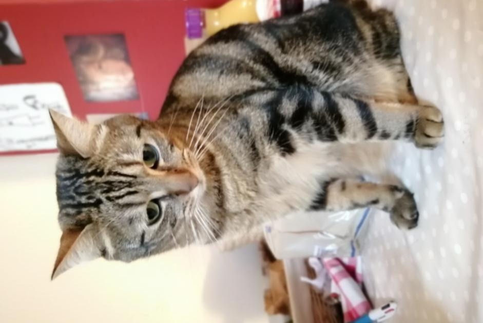 Avviso scomparsa Gatto incrocio di razze Maschio , 6 anni Rennes Francia