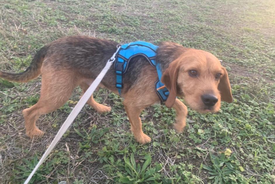 Avviso scomparsa Cane incrocio di razze Maschio , 2 anni Toulouse Francia