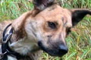 Avviso scomparsa Cane incrocio di razze Femmina , 1 anni Châteauroux-les-Alpes Francia