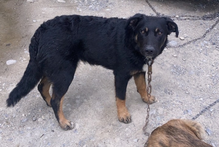 Avviso scomparsa Cane incrocio di razze Femmina , 1 anni Châteauroux-les-Alpes Francia