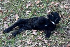 Avviso scomparsa Cane  Maschio , 10 anni Avignon Francia